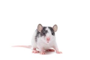 rat on white background photo