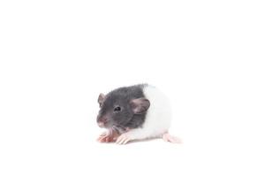 rat on white background photo