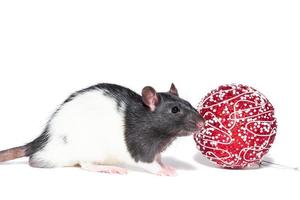 Rat on white background photo