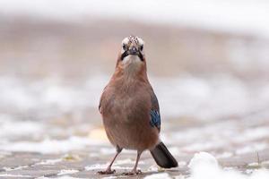 Jay in the snow photo