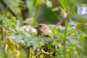 Chaffinch on a branch photo