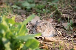 el raton de campo rayado foto