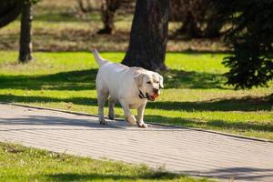 labrador retriever dog with ball photo