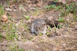 The striped field mouse photo