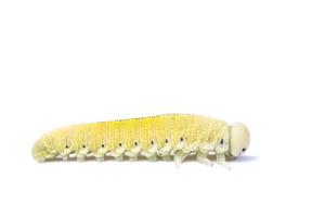 caterpillar on a white background photo