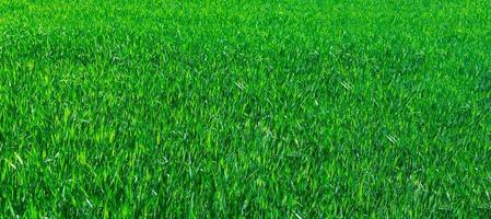 texture of the green grass photo