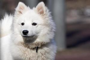 perro samoyedo en el parque foto