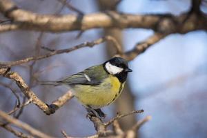 Great Tit Parus major photo