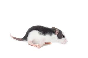 rat on white background photo