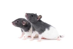 rat on white background photo