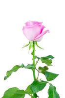 pink rose on white background photo