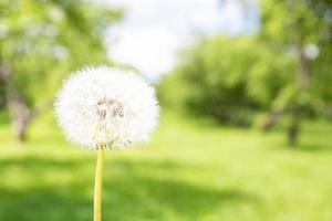 dandelion against nature photo