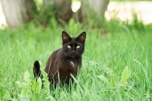 Black cat in grass photo