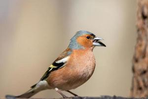 Chaffinch on a branch photo