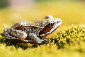 toad on the grass photo