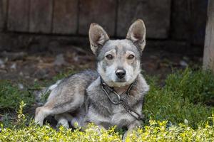 puppy on the grass photo