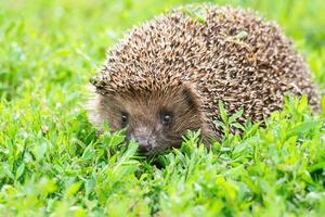 hedgehog on the grass photo