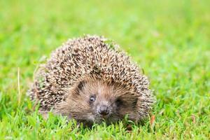 hedgehog on the grass photo