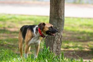 a dog on the nature photo