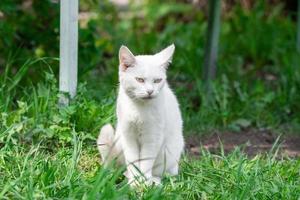 White cat in the grass photo