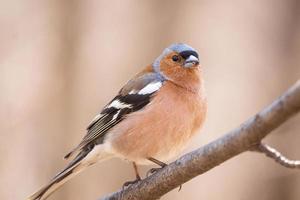 Chaffinch on a branch photo