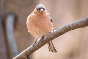 Chaffinch on a branch photo