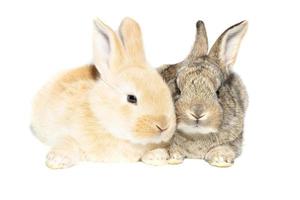 rabbit on white background photo