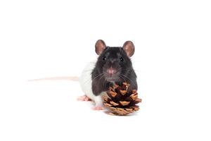 Rat on white background photo