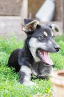 puppy on the grass photo
