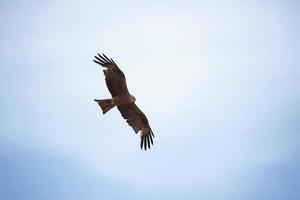 milano negro milvus migrans foto