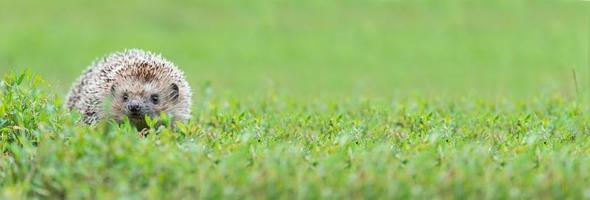 hedgehog on the grass.. photo