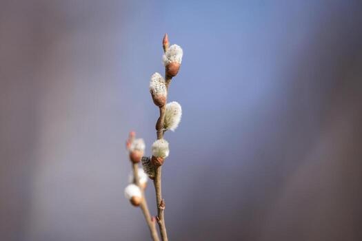 willow against the sky photo