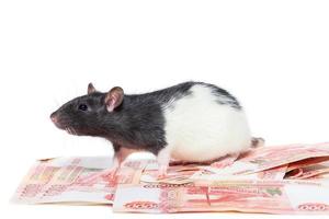 Rat with money photo