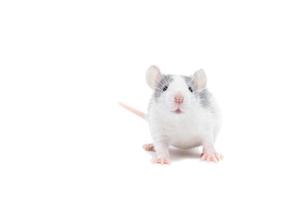 rat on white background photo