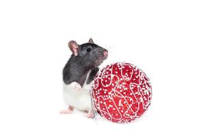 Rat on white background photo