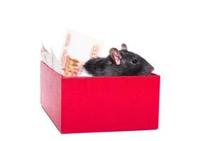 Rat with money photo