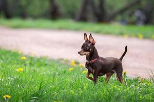 A dog toy terrier photo