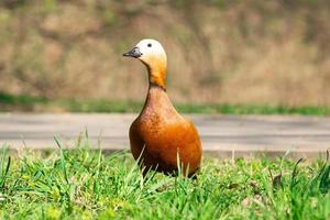 pato en la orilla foto