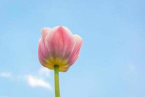 Pink tulip and blue sky photo