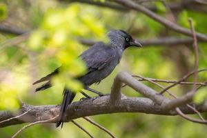 Eurasian jackdaw on the tree photo