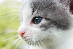 kitten on the grass photo