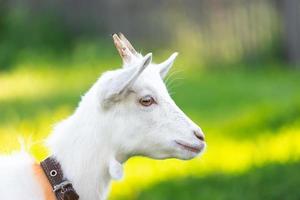 goat on grass photo