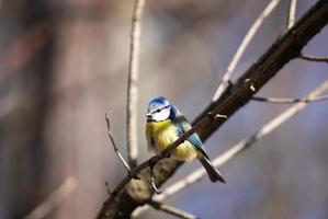 tit azul en el árbol foto