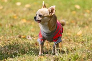 Chihuahua dog on the grass photo