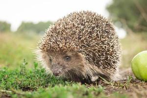 hedgehog on the grass photo