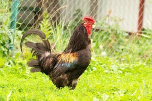 cock on the grass photo