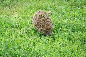 hedgehog on the grass photo