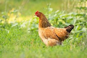 chicken on grass photo