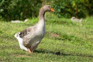 goose on grass photo