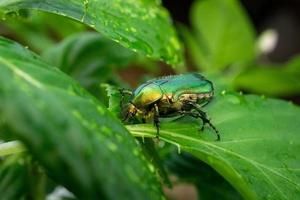 cetonia aurata hoja verde foto